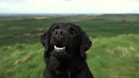 Cute Labrador In Slowmo up roseburry topping - Powered by Shutterstock - Get 15% off with code: PIKWIZARD15