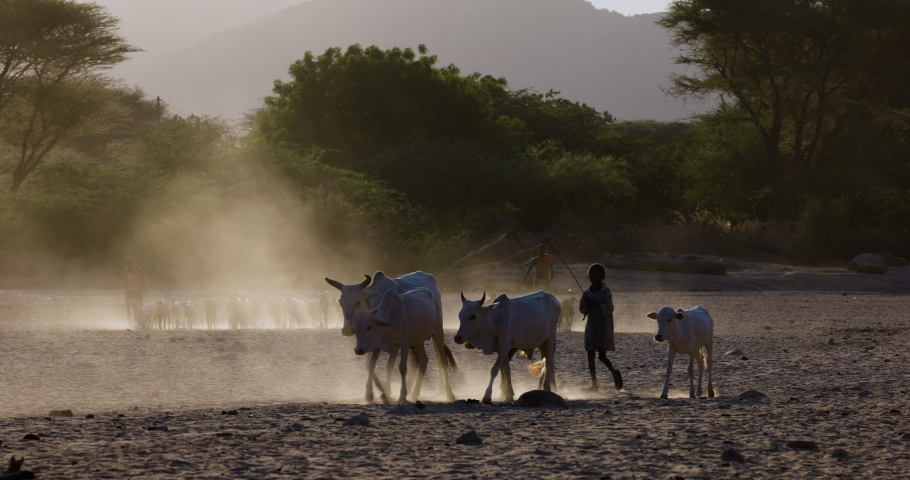 Climate change.drought.water crisis.Close-up.African men and young boy herding livestock,emaciated thin cattle and goats along a dusty,dry river bed to water points due to persistent drought.Kenya | Shutterstock HD Video #1093155463