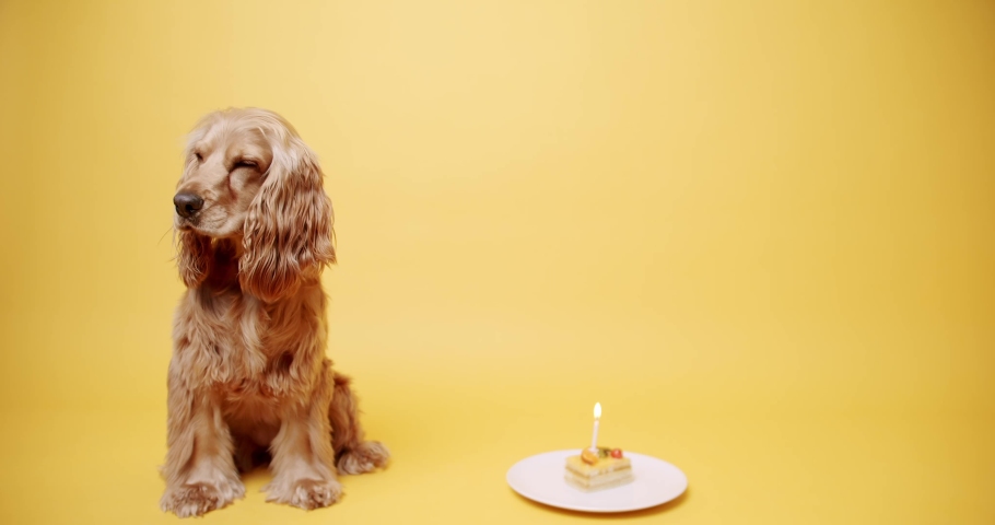 English Cocker Spaniel Wearing Party Hat and Many Gifts on a Yellow Background. Dog's Birthday. The pet sits with its head up and looks at the camera. Dog Model and Funny in studio. Royalty-Free Stock Footage #1093156173