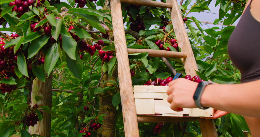 Picking sweet cherries in the orchard. Close up of fresh and ripe fruits picking from a branch, real time. Worker girl collects mature harvest in a basket. Farming.