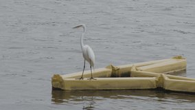 White Egret, Crane or Heron Resting on Yellow Floating Device in River