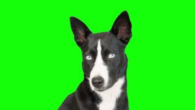 Black and white mixed breed dog on green screen isolated with chroma key, real shot. Portrait of a dog with blue eyes. looking at camera