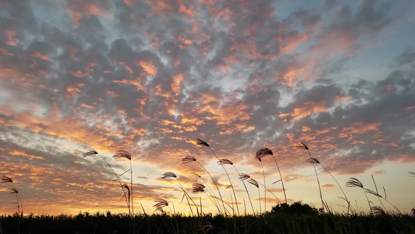Grass silhouette swaying with sunrise background. The reeds move in the wind at sunrise