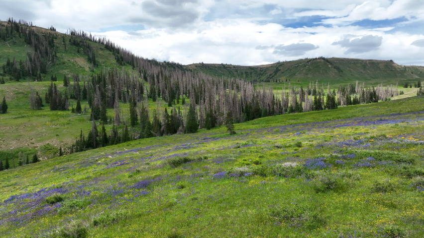 Aerial mountain valley wildflowers pine trees. Landscape of central Utah. Summer dry season weather. Dead pine tree forest from beetle insect. Nature landscape. Beautiful natural environment.