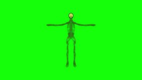 Medical Animations. Anatomical Illustrations. Loop Animation. Green screen video. Organ system. Human Body system. Anatomy of the human circulatory system.
