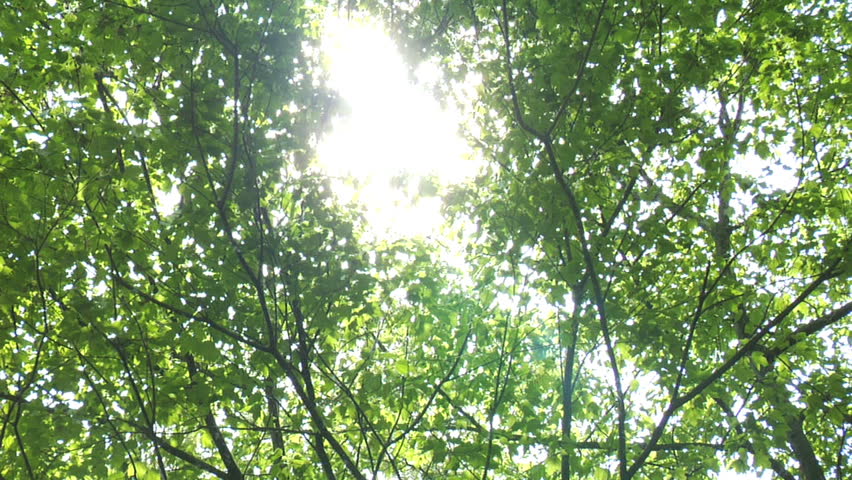 The sun glares through the green leaves of the trees. 