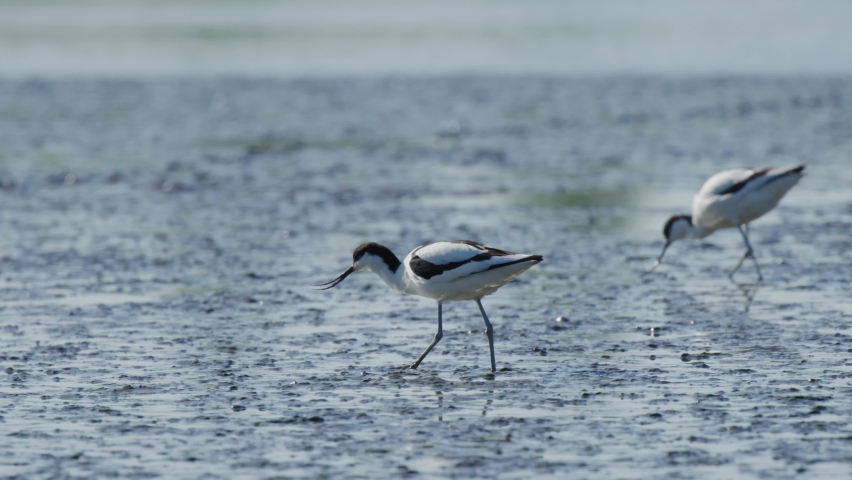 Eurasian Avocets moving bills from side to side foraging in mud flats Royalty-Free Stock Footage #1093176155