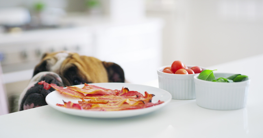 Hungry dog stealing food from the kitchen table at home indoors. Naughty and curious animal eating bacon while alone. Cute and silly family pet inside taking morning breakfast off a table Royalty-Free Stock Footage #1093177085