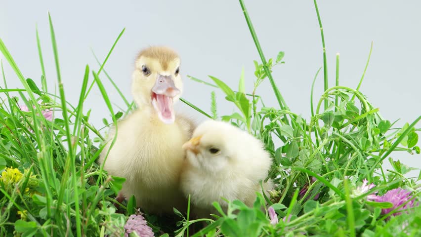 Duckling and chicken sitting in green grass with flowers