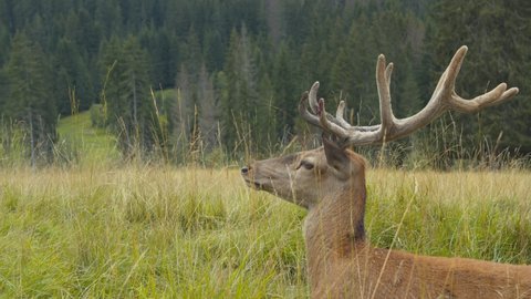 Sitting Deer Chewing Grass Adult Deer Stock Footage Video (100% Royalty ...