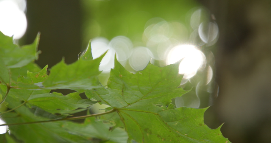Maple leaves swaying against a beautiful Bokeh background | Shutterstock HD Video #1093189033