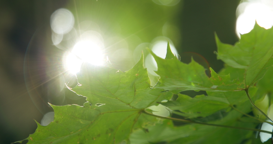 Close-up. The sun's rays penetrate through the leaves and branches forming a beautiful bokeh. The green maple leaves sway slightly. | Shutterstock HD Video #1093189387