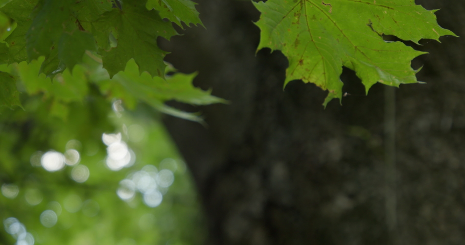 The green maple leaves sway slightly. In the background a beautiful bokeh and the trunk of the tree blurred. | Shutterstock HD Video #1093189495