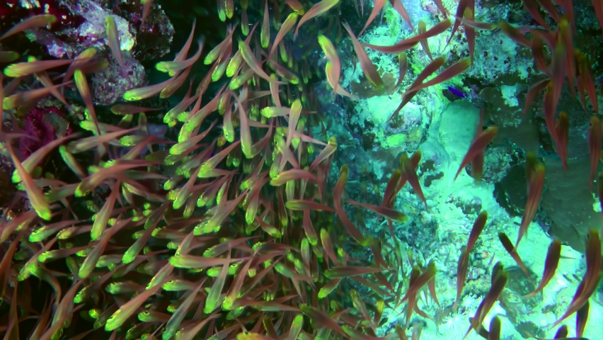 In shaded areas of the reef, Pigmy sweeper (Parapriacanthus ransonneti) form large dense flocks that flow continuously like a water stream, close-up. Royalty-Free Stock Footage #1093191261