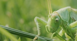 Big green locust eating grass, macro video