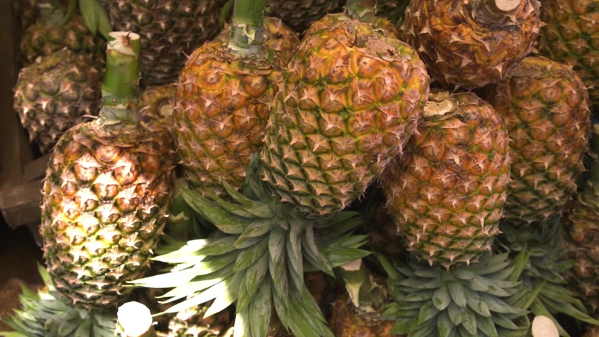Many ripe pineapples laying in pile, hand points on the pineapple, fruit market.