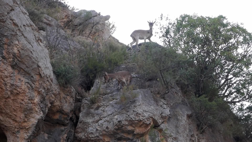 Two wild goat, Iberian Ibex, at the top of a cliff looking below. A tree and some vegetation around. Herbivores looking to feed on dry landscape. Canyon scenery in Zaragoza, Aragon, Spain.
