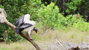 King Vulture (sarcoramphus papa), Costa Rica Wildlife Birds and Birdlife, Funny Video Slipping and Falling Off a Branch in Boca Tapada, Central America