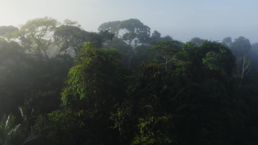 Aerial Drone View of Rainforest Canopy Above Treetops in Trees, Costa Rica Misty Tropical Jungle Scenery with Trees and Lush Green Landscape, High Up Establishing About Climate Change Royalty-Free Stock Footage #1093199691