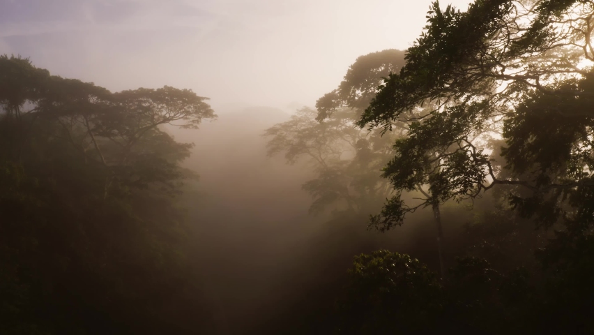Aerial Drone View of Costa Rica Rainforest Canopy and Trees in Mist, Beautiful Misty Tropical Jungle Treetops Scenery and Nature, Boca Tapada, Central America Giving Hope for Climate Change Royalty-Free Stock Footage #1093199699