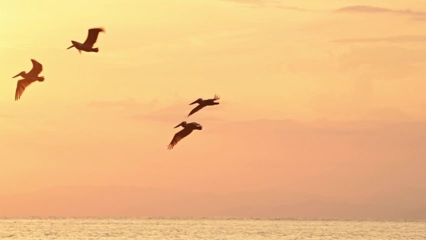 Amazing Wildlife of Costa Rica, Birds Flying Brown Pelicans (pelecanus occidentalis) Large Flock In Flight Over Pacific Ocean Coast and Sea at Orange Sunset, Coastal Sealife and Birdlife