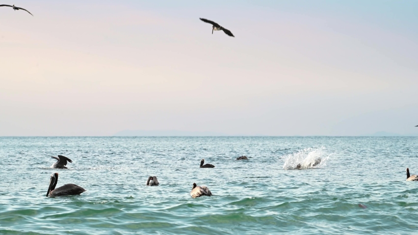 Costa Rica Birds and Wildlife, Brown Pelican (pelecanus occidentalis) Feeding Frenzy, Amazing Animal Behaviour of Large Flock Flying Fishing and Diving in Pacific Ocean Coast and Sea, Punta Leona