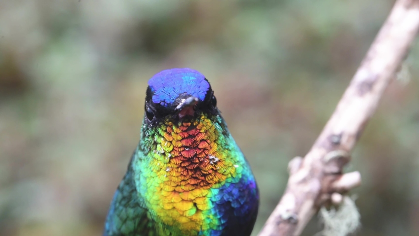 Costa Rica Hummingbird, Fiery Throated Hummingbird (panterpe insignis) Bird Close Up Portrait Macro Detail of Colourful Feathers and Face, Beautiful Nature and Conservation Background Royalty-Free Stock Footage #1093199775