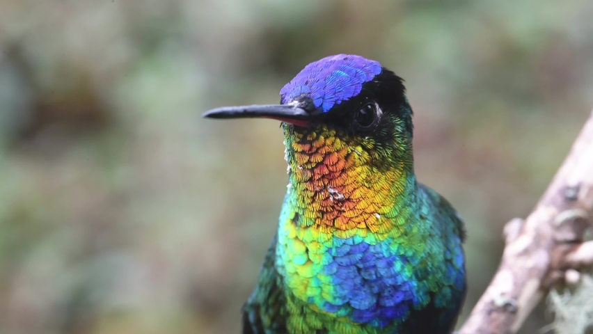 Costa Rica Hummingbird, Fiery Throated Hummingbird (panterpe insignis) Bird Close Up Portrait Macro Detail of Colourful Feathers and Face, Beautiful Nature and Conservation Background