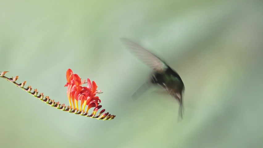 Talamanca Hummingbird (eugenes spectabilis) Flying, Feeding and Drinking Nectar from Flowers, Costa Rica Birds Background with Copyspace, Beautiful Amazing Exotic Birdlife and Wildlife