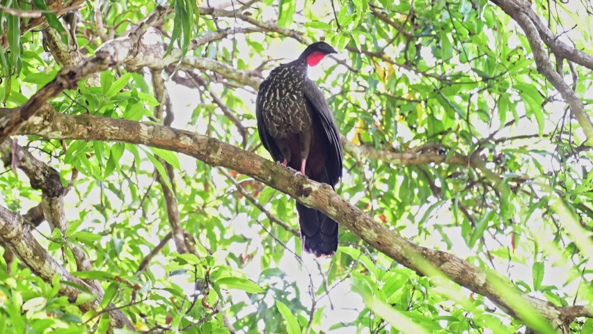 Crested Guan (penelope purpurascens), a Large Tropical Bird in Costa Rica, Sitting Perched Perching in a Tree in the Rainforest Forest, Marino Ballena National Park, Central America Royalty-Free Stock Footage #1093199833