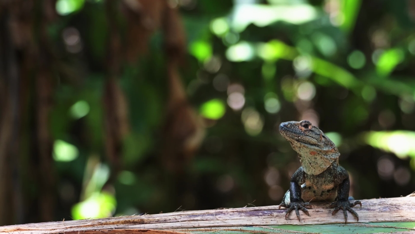 Black Spiny Tailed Iguana (ctenosaura similis), Costa Rica Wildlife and Rainforest Animals, Warm Blooded Reptile Basking and Sunbathing in the Sun, Amazing Jungle Nature in Central America
