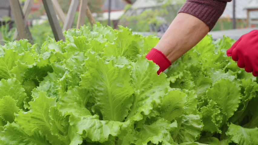 Hands of faceless farmer in gloves plucking lettuce from bed in household plot. Side, above view. Gardener gathering harvest, picking leafy greens on small holding. Grower working at garden Royalty-Free Stock Footage #1093201435