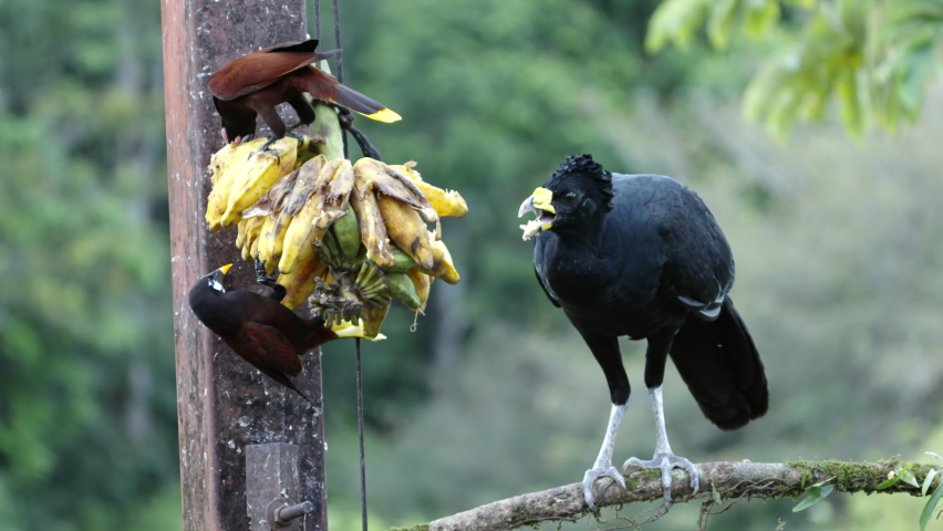 a high frame rate shot a male great curassow and montezuma oropendolas eating bananas at an ecolodge in boca tapada of costa rica Royalty-Free Stock Footage #1093204787