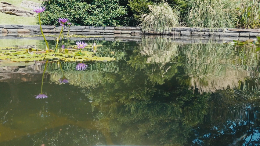 Fish circling the koi pond at Sarah P Duke Gardens in Durham NC.