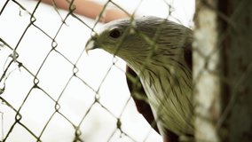 A static shot of a beautiful bird looking around from a cage. This video has been captured in a national park
