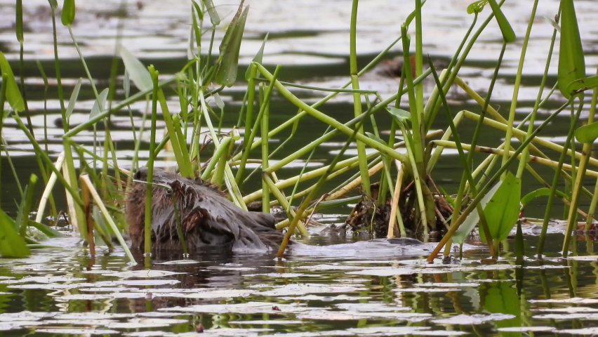 A beaver eating water plant in the river.