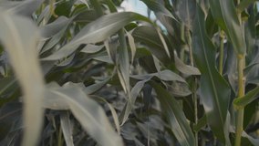 Close-up of cornfield with corn stalks, leaves and tassels. Leaves of corn, corn plantation, green leaves of plants in field. Farm with maize plantation.Agriculture concept.