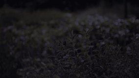 Tokyo Plant leaves Night View Cinematic video 2022