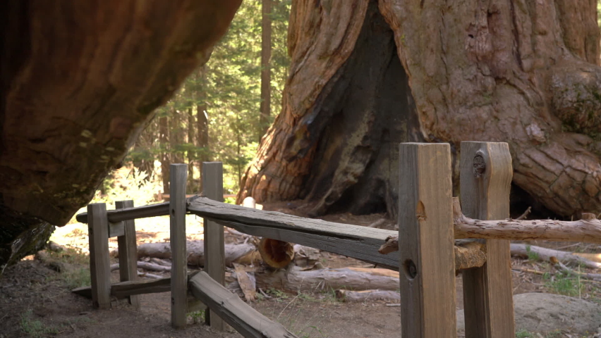 Sequoia Tree from Fallen Monarch General Grant Grove Kings Canyon National Park California USA
