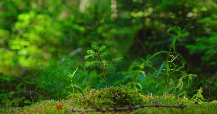 Close up of fresh spring green sprout pine tree in the sunlight. Planting young small trees. Restoration of coniferous forests. Environmental protection. Earth Day. 4k nature background. | Shutterstock HD Video #1093216413