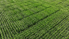 Corn plants waving in the wind. Drone fly over shot over the endless agricultural fields of green corn plants

