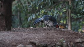 4K video of Kalij Pheasant (Lophura leucomelanos) in Sattal in Uttarakhand, India