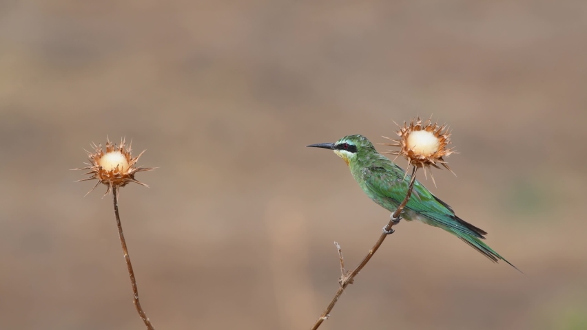 Blue-cheeked bee-eater (Merops persicus) perching on a thorn.