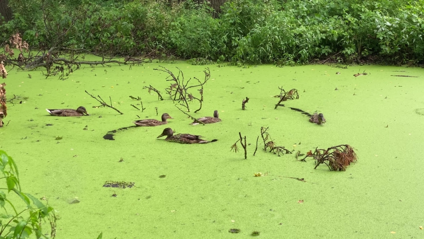 Wild family of ducks floating in the water in the lake with green duckweed in the rain, duck pond | Shutterstock HD Video #1093221941