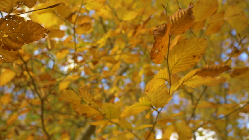 BOTTOM UP, CLOSE UP: Beech tree twigs with vibrant yellow colored leaves in fall. Stunning colorful shades of autumn in deciduous forest. Beech branches and twigs full of vivid foliage in fall season. Royalty-Free Stock Footage #1093224989