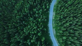 Road in the green forest. Aerial view
