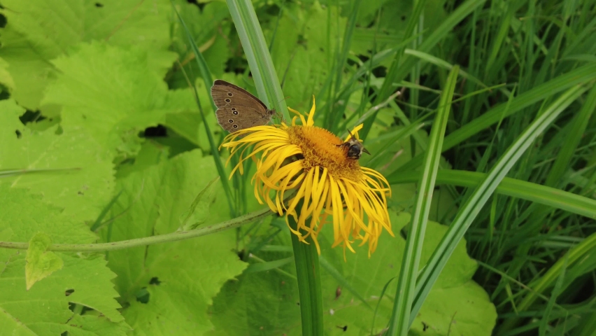 Butterfly on a yellow meadow flower | Shutterstock HD Video #1093228865