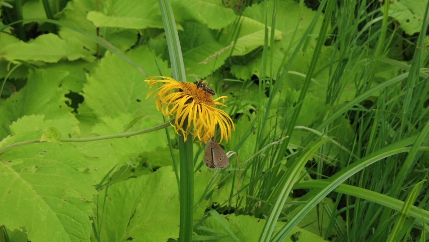 Butterfly on a yellow meadow flower | Shutterstock HD Video #1093228869