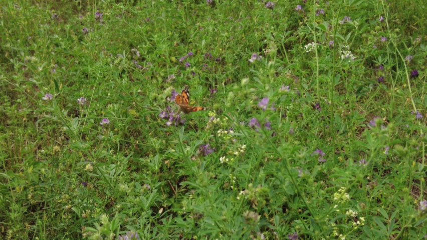 Butterfly on purple meadow flower | Shutterstock HD Video #1093228949