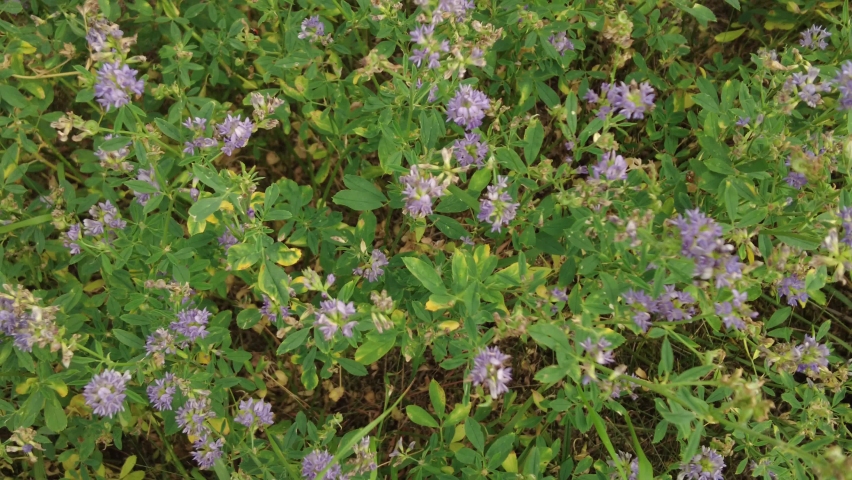 Close-up shot of light purple flowers | Shutterstock HD Video #1093228959
